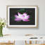 Pink Water Lily Flower Vol.2 - Picture Frame Graphic Art-62803966-62803967