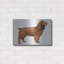 «Cocker Spaniel» par Harro Maass-1904231843