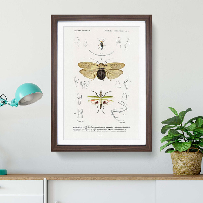 Insect of Illustrations PL.1 by Charles d'Orbigny - Picture Frame Painting Print on MDF, Walnut Framed