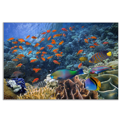 Tropical Fish On Coral Reef - Wrapped Canvas Print