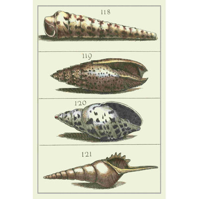 Coquillage Menagerie III