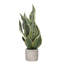 Faux Snake Plant Plant in Cement Artificial