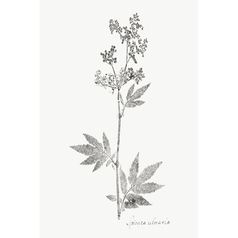 Botanical Imprint II by Vision Studio - Painting, 122 cm H x 81 cm W, Wrapped Canvas