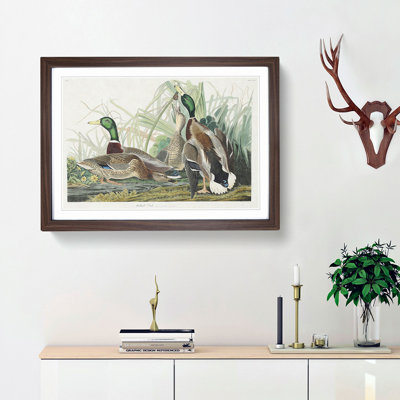 Mallard Ducks by John James Audubon - Picture Frame Art Print