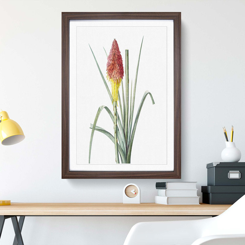Red Hot Poker Flower by Pierre-Joseph Redoute - Picture Frame Painting Print, 48cm H x 36cm W x 2cm D, Walnut Framed