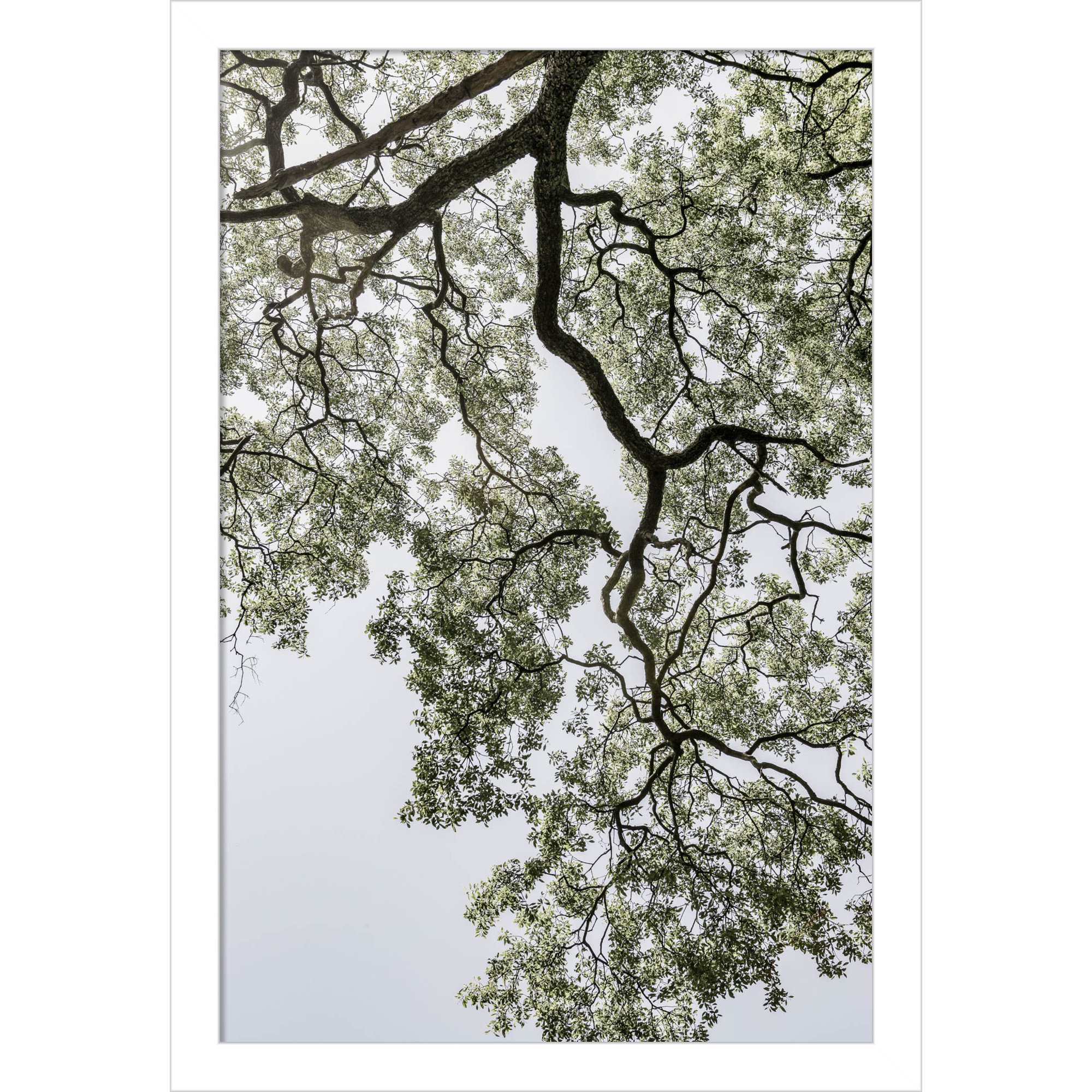 Coastal Forest by Shot by Clint Wood Framed Wall Art Print, White, 17" H x 12" W