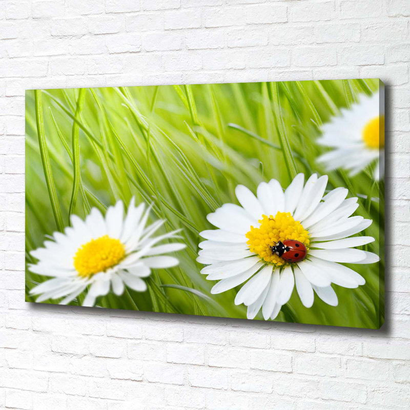 Daisies - Wrapped Canvas Print
