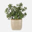 Plante d'appoint Winslow