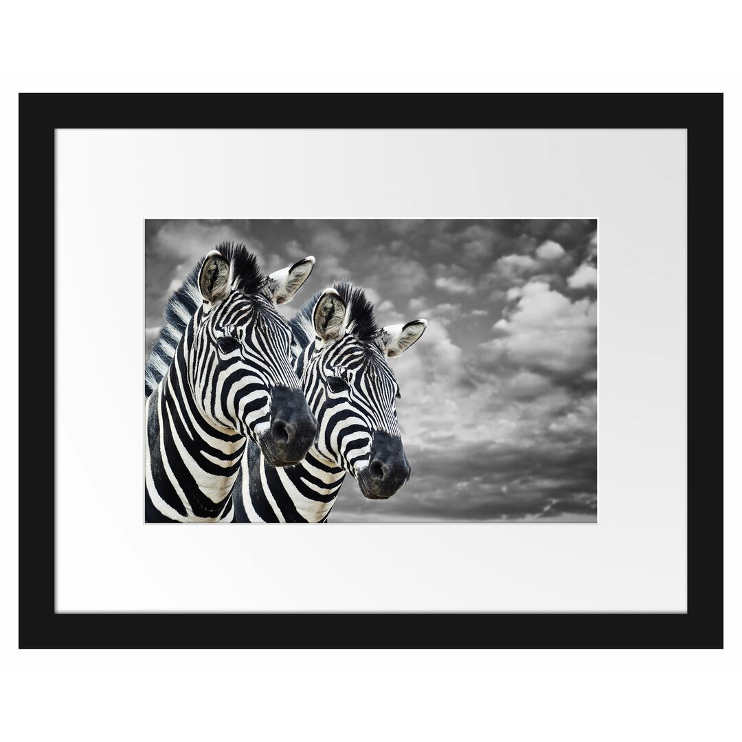 Gerahmtes Poster Zwei Zebras