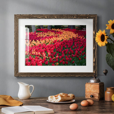 Champ de tulipes II