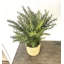 Faux Herbs Plant in Wicker/Rattan Basket