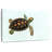 Brampt Baby Turtle-108694121