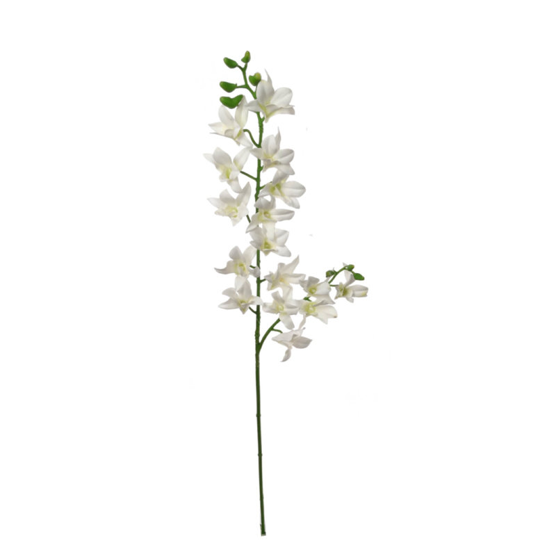 Tige de Dendrobium