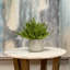 Ferdinand Heather en pot-28784519
