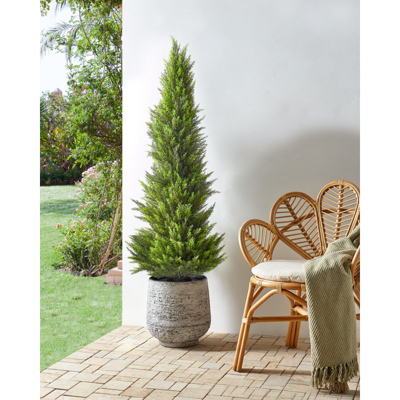 Faux Cedar Tree in Plastic / Acrylic Planter, 153cm H x 50cm W x 50cm D