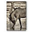 « Beach Horses I », reproduction de photo sur toile tendue-1339077869