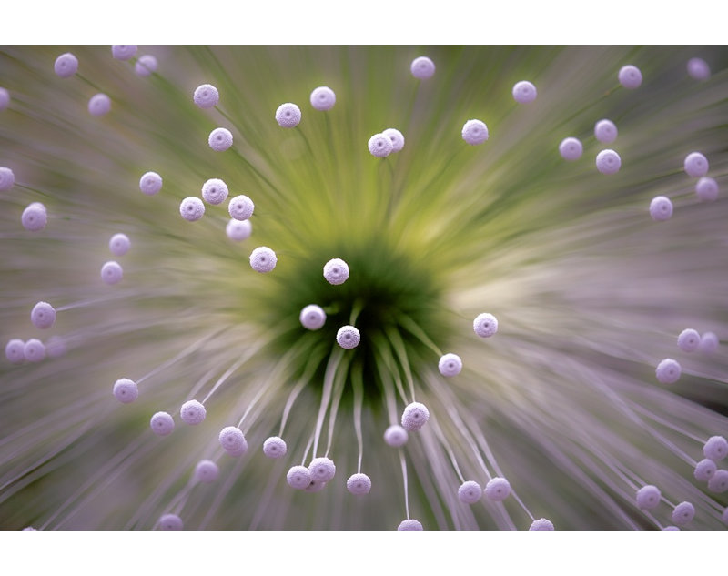 White II Canvas Print, 91.44 cm H x 60.96 cm W