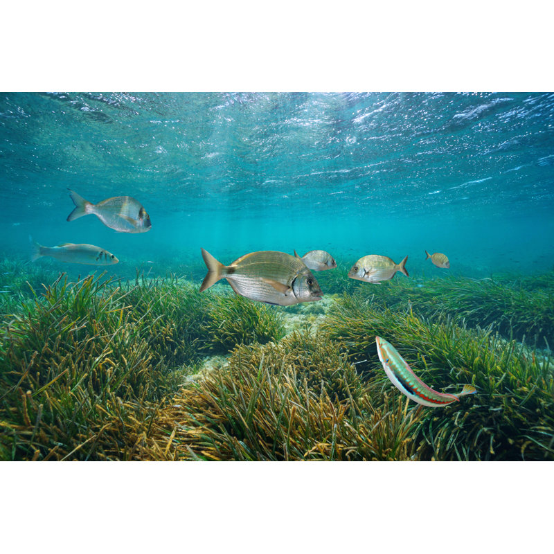 Mediterranean Fishes by Damocean - Wrapped Canvas Print, 20cm H x 30cm W 