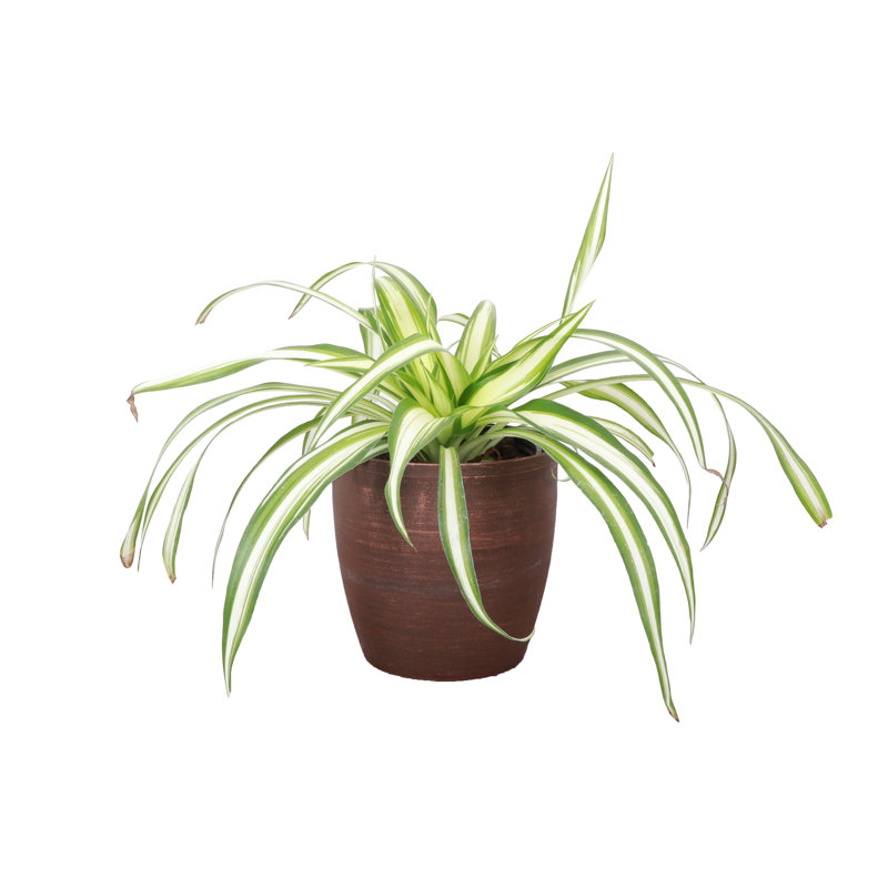 Live Spider Plant in Classic Pot, Copper