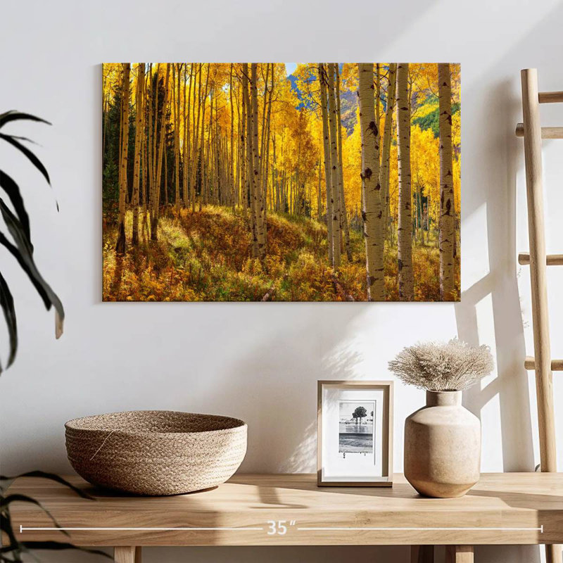 Autumn Aspen Forest, Colorado, États-Unis, H 16 po x l 24 po