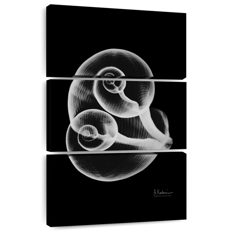 Aletra Conjoined Shells, 57" H x 36" W