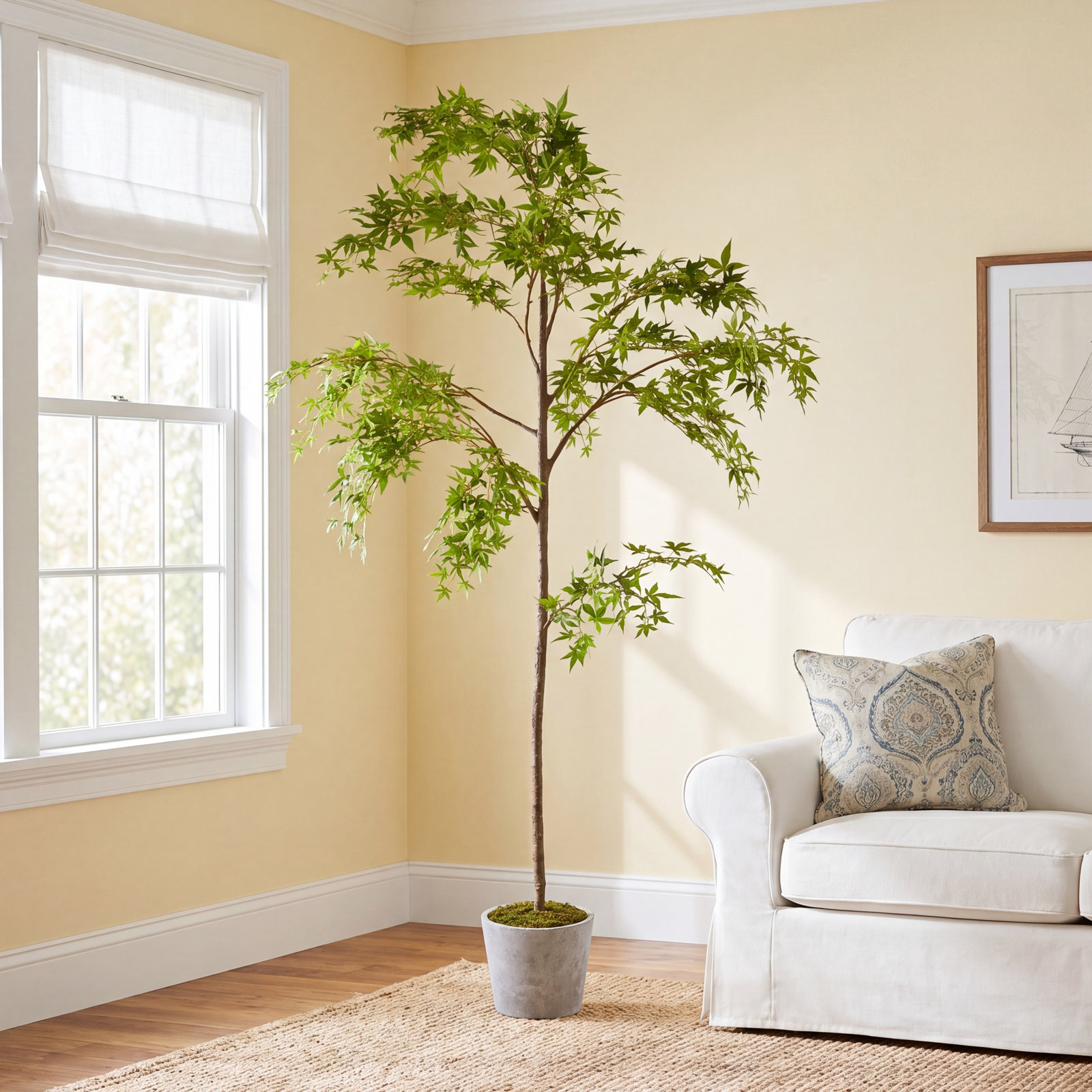 84" Maple Tree in Pot