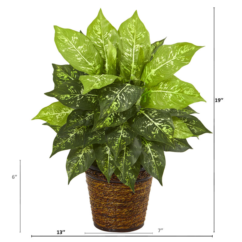 Porte-plante en panier de dieffenbachia 13 po
