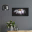 Mercer41 «Pink Osteospurmum on Black Panoramic» par Tom Quartermaine, art mural en métal-720996469