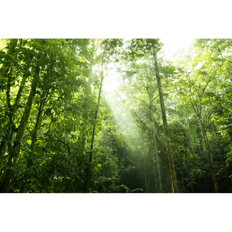 Rainforest Canopy by Szefei - Wrapped Canvas Print, 30cm H x 46cm W x 3.8cm D