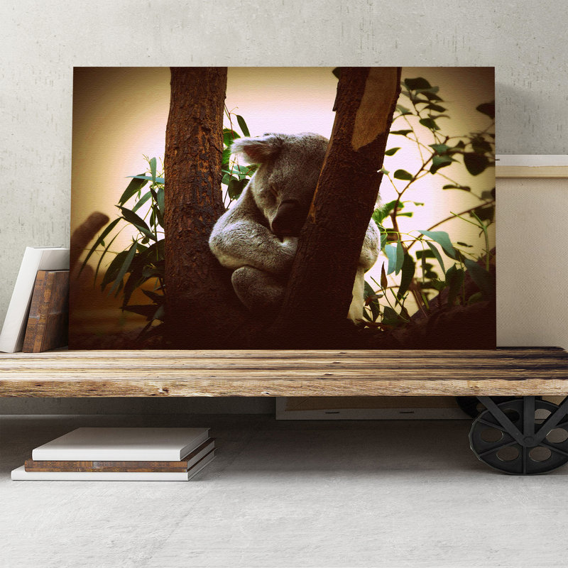 Koala Bear Photographic - Wrapped Canvas, 35cm H x 50cm W