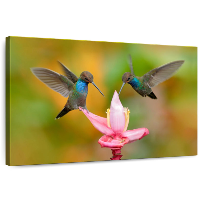 Brampt White Tailed Hummingbirds, 26" H x 39" W