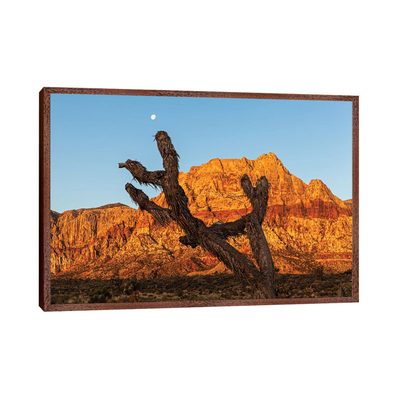 Old Joshua Tree In Red Rock Canyon by Susan Schmitz - Print on Canvas, 45.72cm H x 66.04cm W x 3.81cm D