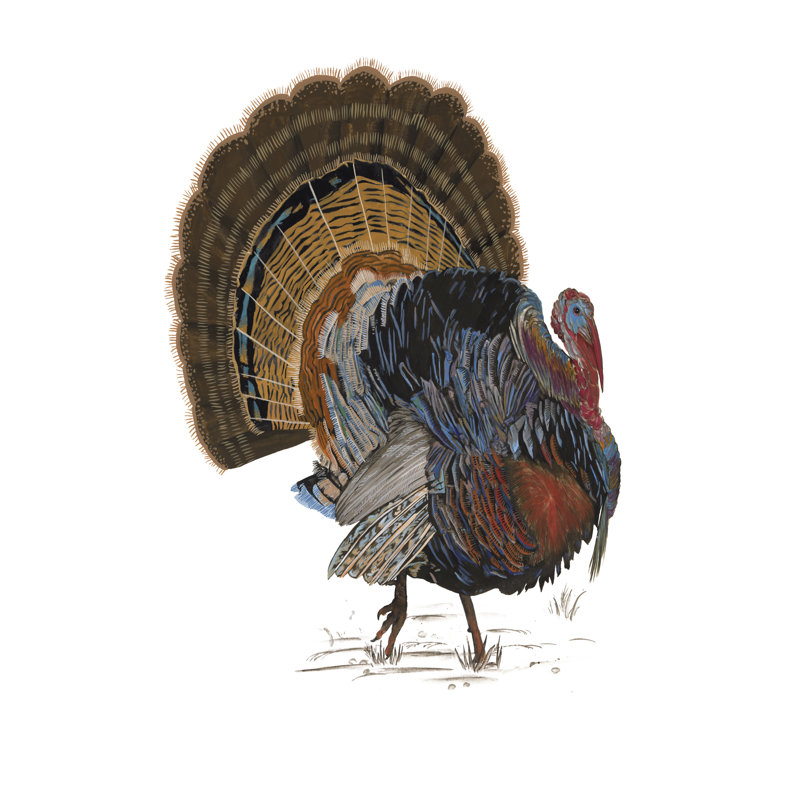 Turkey Study I - Graphic Art, 122 cm H x 81 cm W, Black Floater Framed