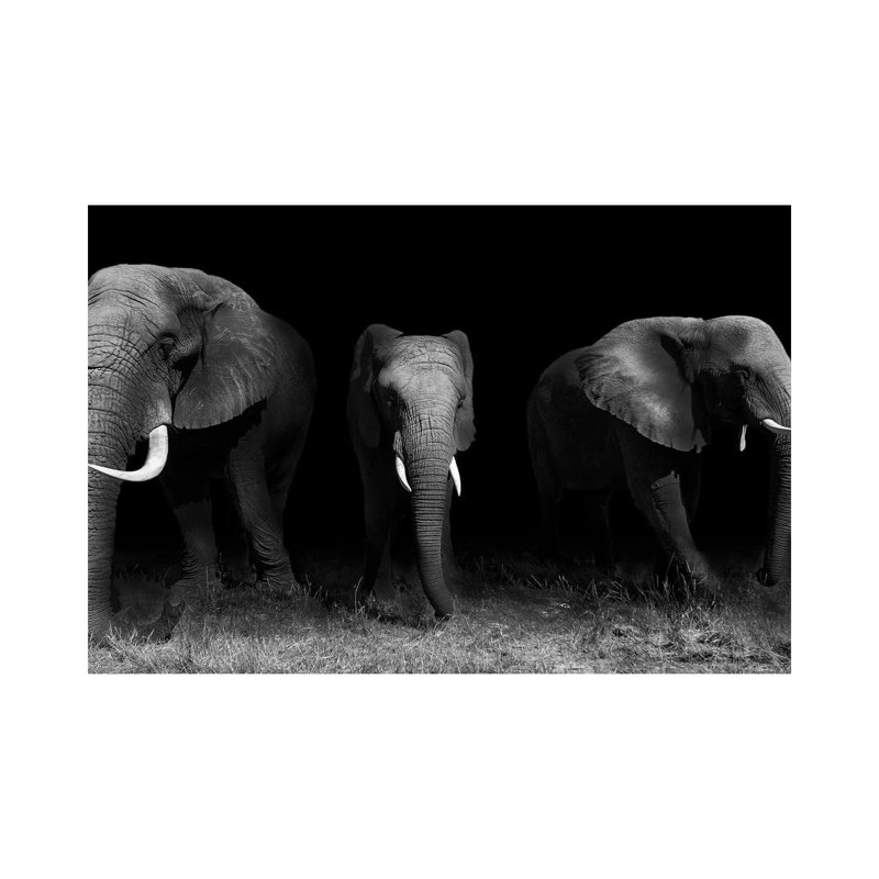 Out Of The Darkness by WildPhotoArt - Wrapped Canvas Gallery-Wrapped Canvas Giclée, 66.04 cm H x 45.72 cm W x 1.91 cm D