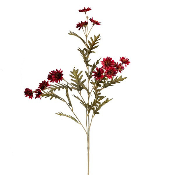 Tige marguerites, Rose