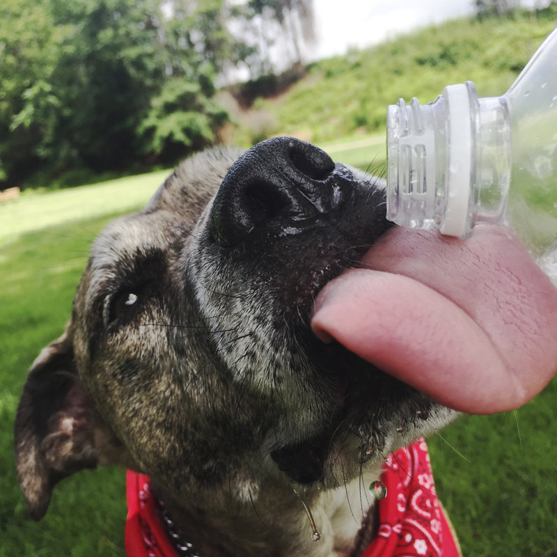 Dog drinking water 477737568, 51cm H x 51cm W