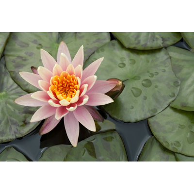 Pink Blooming 1 Piece Wrapped Canvas Wall Art