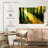 Kerrick Forest Sunshine Beauty-108974774