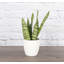 Live Zeylancia Snake Plant in Classic Pot-49662181