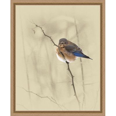 " Bluebird "