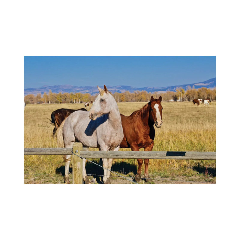 Horse Friends by Susan Vizvary - Wrapped Canvas Print, 101.6 cm H x 66.04 cm W x 1.91 cm D
