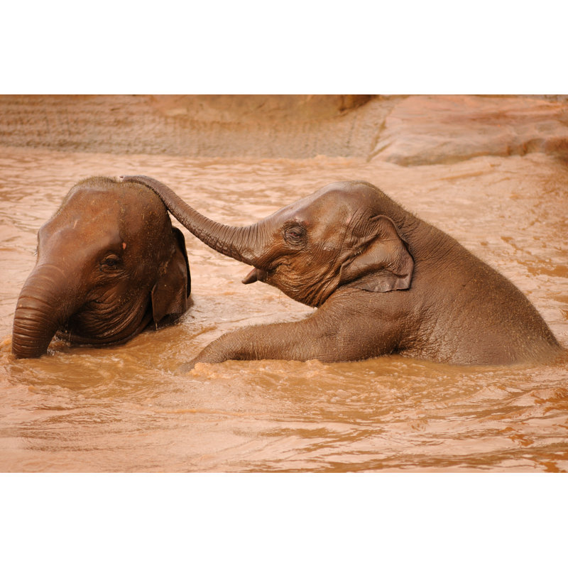 Elephants Playing - Wrapped Canvas Print, 61cm H x 91cm W x 3.8cm D