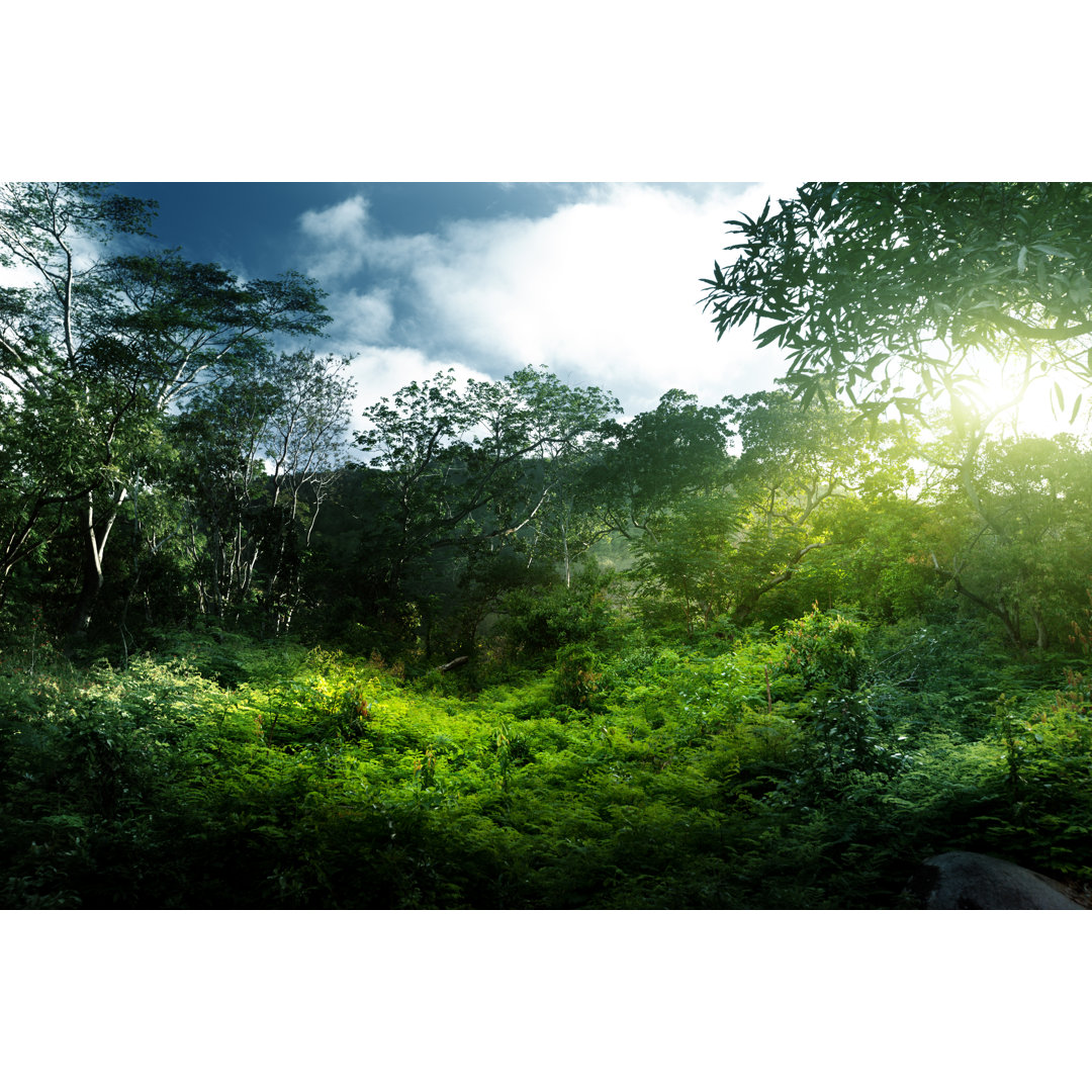 Sunset in Jungle - Wrapped Canvas Photograph