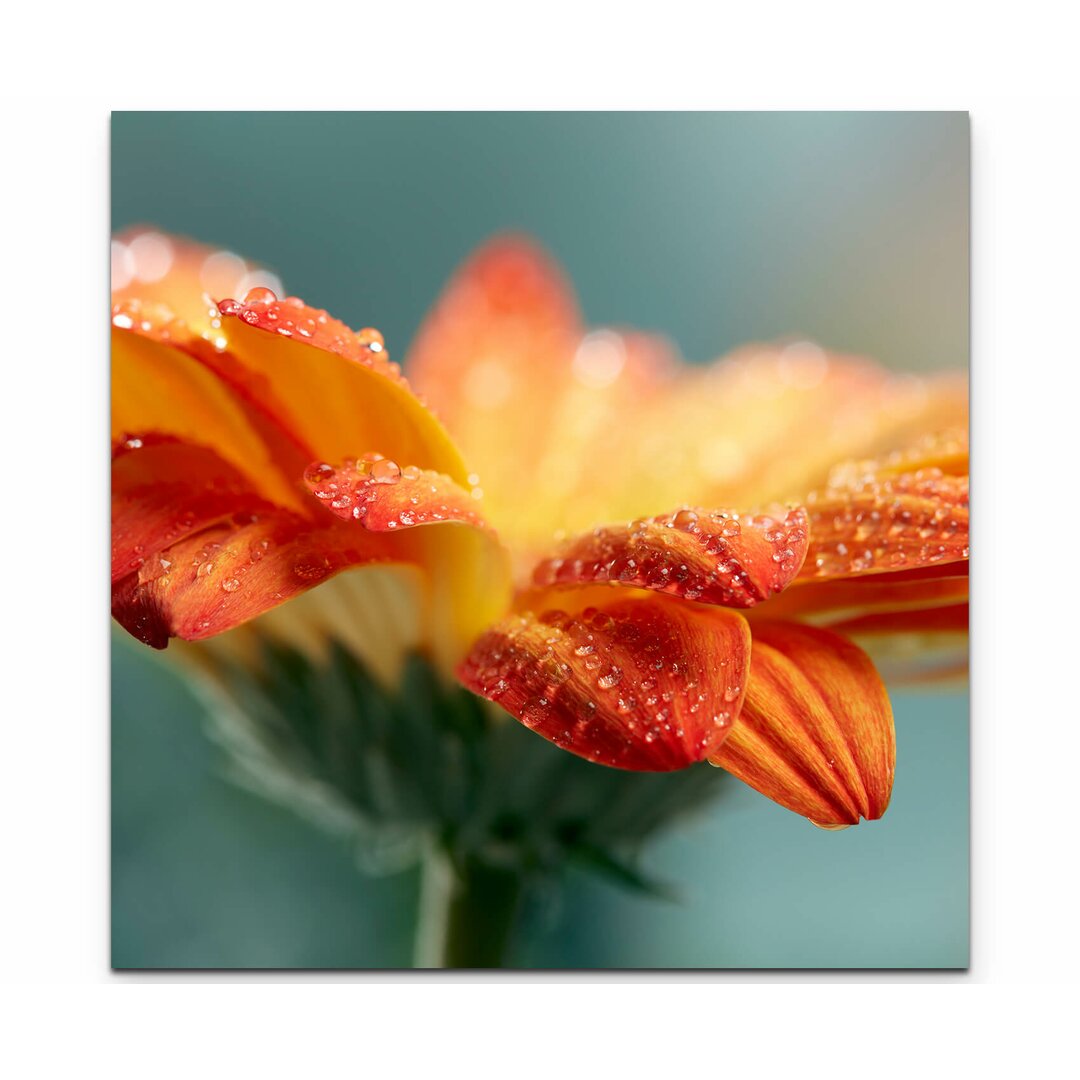 Leinwandbild Orange Gerbera mit Wassertropfen – Nahaufnahme