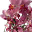 Anneus 150cm Plant