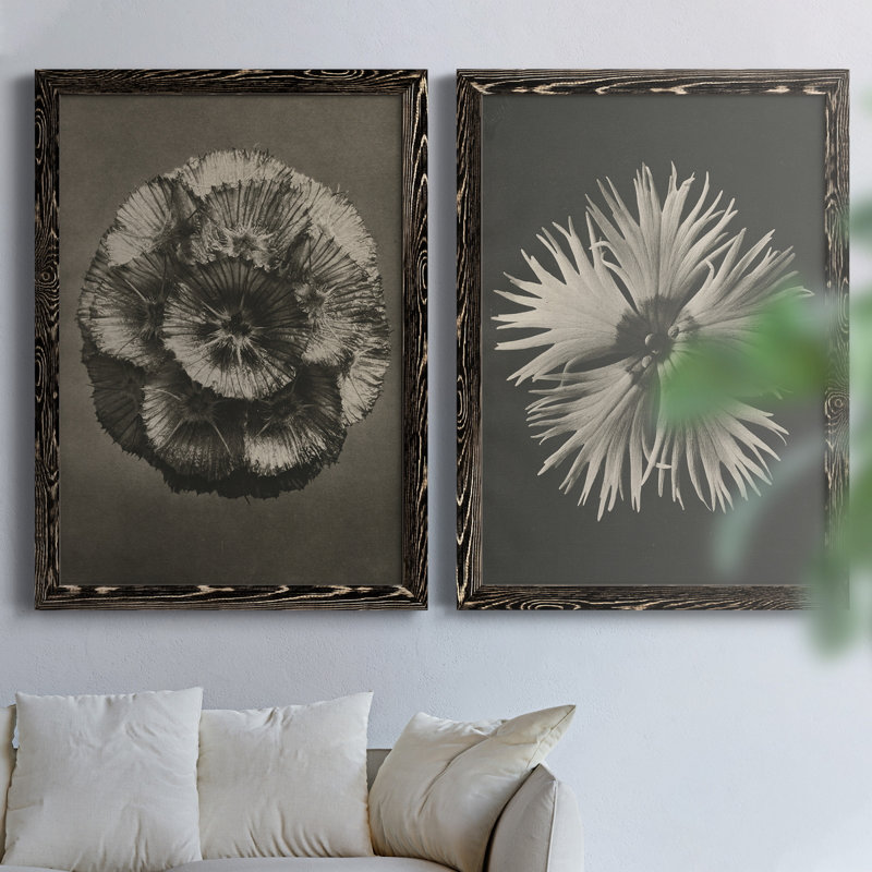 «Blossfeldt Flower II», toile encadrée de qualité supérieure - prête à être accrochée, H 31,5 po x l 47 po x P 1,5 po