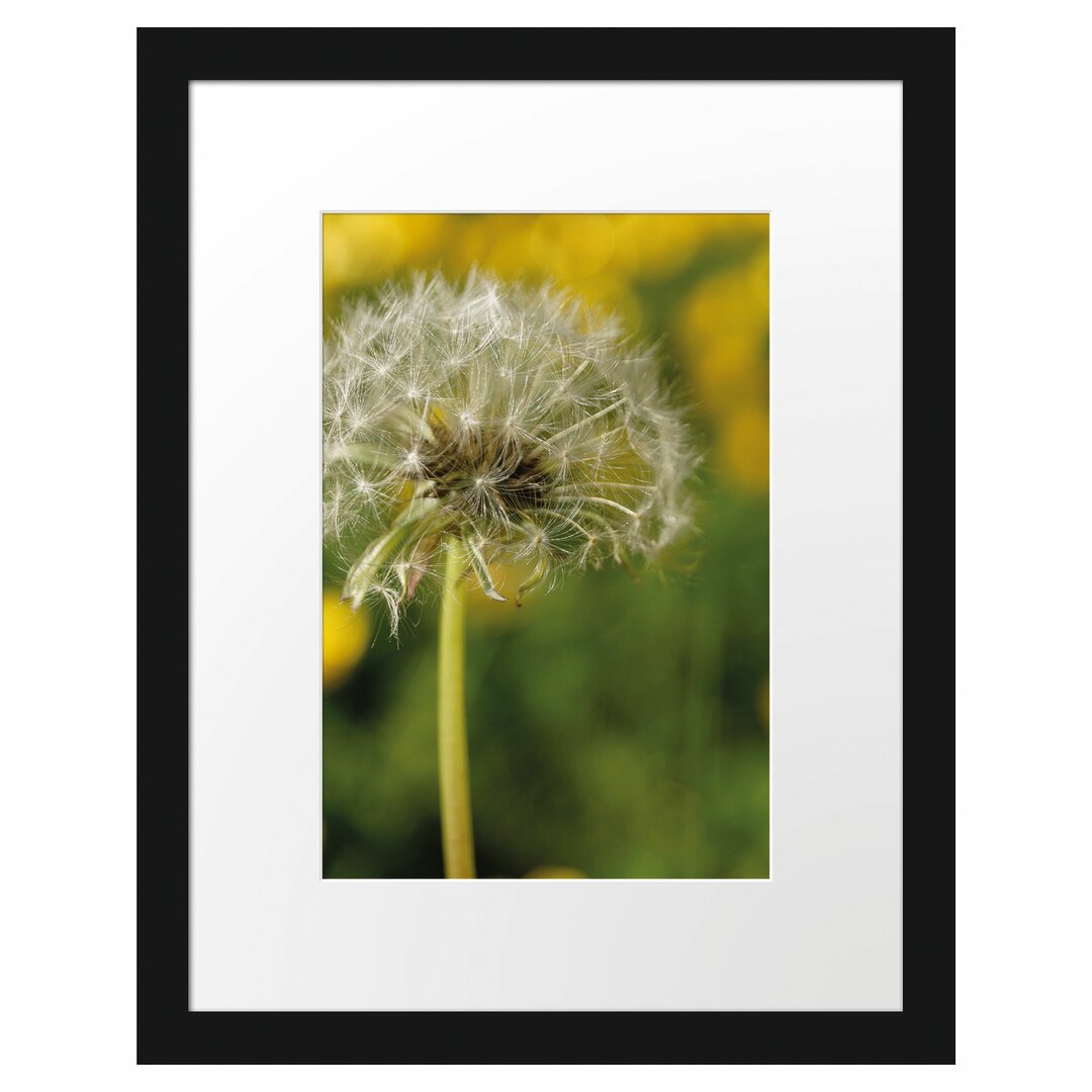 Gerahmtes Poster Pusteblume auf Wiese