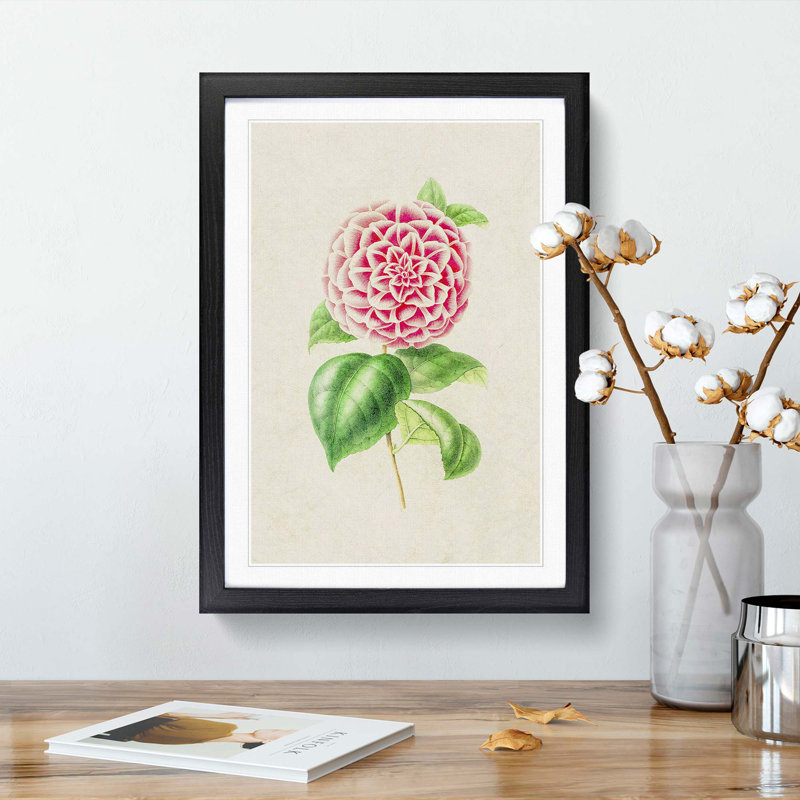 Pink Camellia Flower Illustration - Framed Print, 36cm H x 27cm W x 2cm D, Black Framed