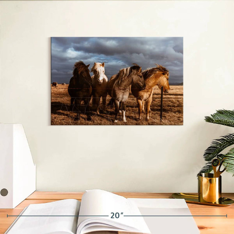 Poney Brampt Islande