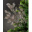 Arrangement